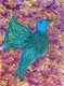 The Hummingbird SOLD